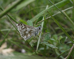 Muschampia cribrellum