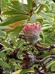 Protea laetans