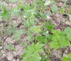Geranium pseudosibiricum