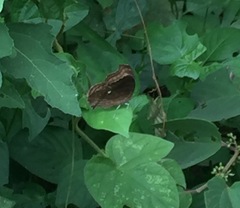 Junonia iphita