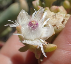 Stoeberia frutescens