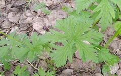 Geranium pseudosibiricum