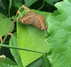 Junonia iphita
