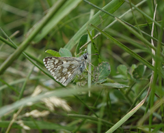 Muschampia cribrellum