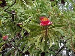 Protea laetans