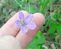 Geranium pseudosibiricum