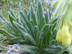 Onosma tricerosperma