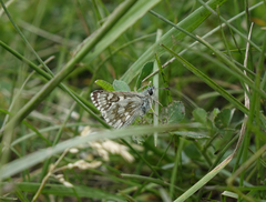 Muschampia cribrellum