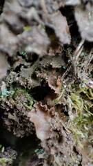 Nephroma tangeriense