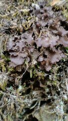 Nephroma tangeriense