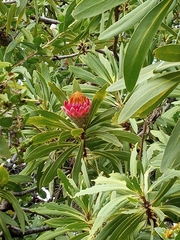 Protea laetans