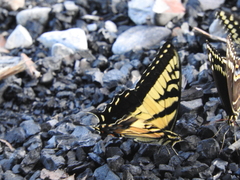 Papilio alexiares garcia