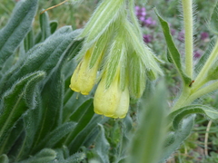 Onosma tricerosperma