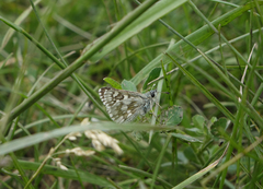 Muschampia cribrellum