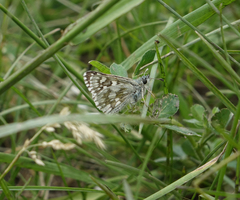 Muschampia cribrellum