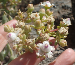Stoeberia frutescens