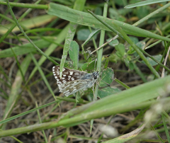 Muschampia cribrellum