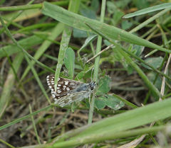 Muschampia cribrellum