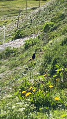 Pyrrhocorax graculus