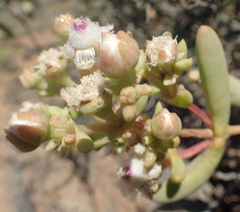 Stoeberia frutescens