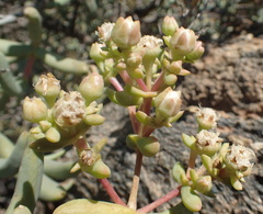 Stoeberia frutescens