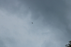 Pyrrhocorax graculus