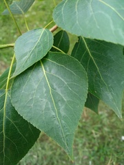Populus
