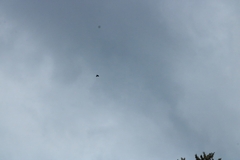 Pyrrhocorax graculus