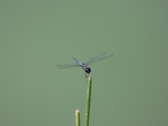 Tramea binotata