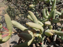 Stoeberia frutescens