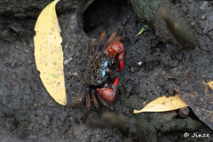 Parasesarma eumolpe