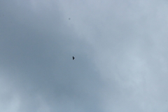 Pyrrhocorax graculus