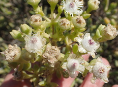 Stoeberia frutescens