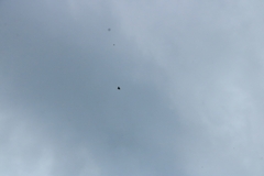 Pyrrhocorax graculus