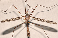 Tipula trivittata