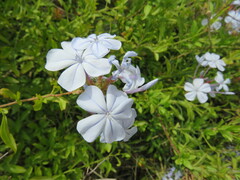 Plumbago auriculata