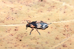 Bothynoderes affinis