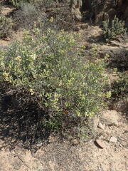 Stoeberia frutescens