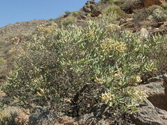 Stoeberia frutescens