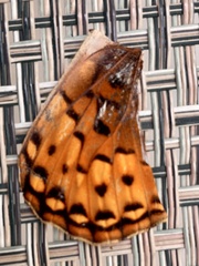 Speyeria coronis halcyone