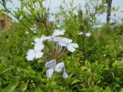 Plumbago auriculata