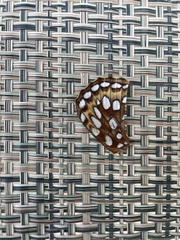 Speyeria coronis halcyone