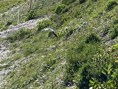 Pyrrhocorax graculus