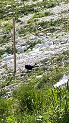 Pyrrhocorax graculus