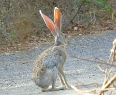 Lepus alleni