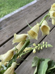 Digitalis grandiflora