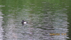 Aythya fuligula