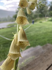 Digitalis grandiflora