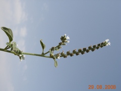 Heliotropium hirsutissimum