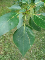 Populus
